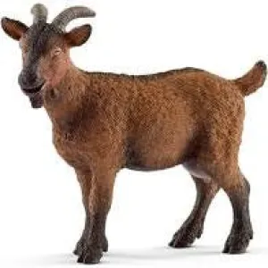 Goat